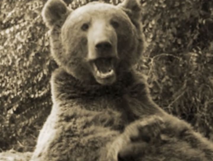 最骚士兵熊：抽烟喝酒花钱，样样在行，还是个战斗英“熊”