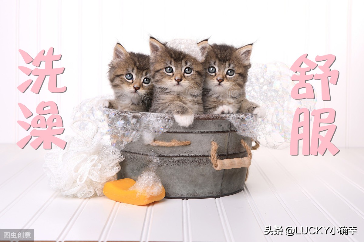 猫咪低产是什么原因,猫咪干货分享