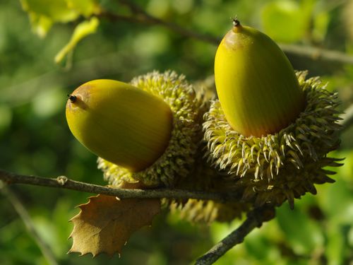 盘点世界各国国花你最喜欢哪种,盘点各国国花