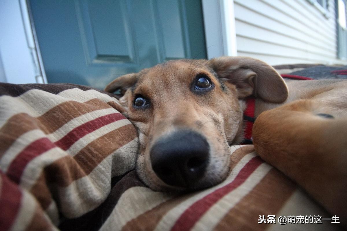 狗狗犯错了怎么教训狗狗,狗狗犯错被打骂会反抗吗