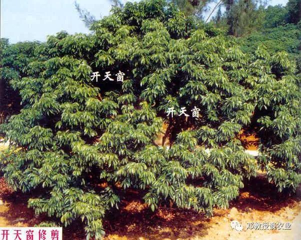 学会修剪盆景,学会修剪花枝