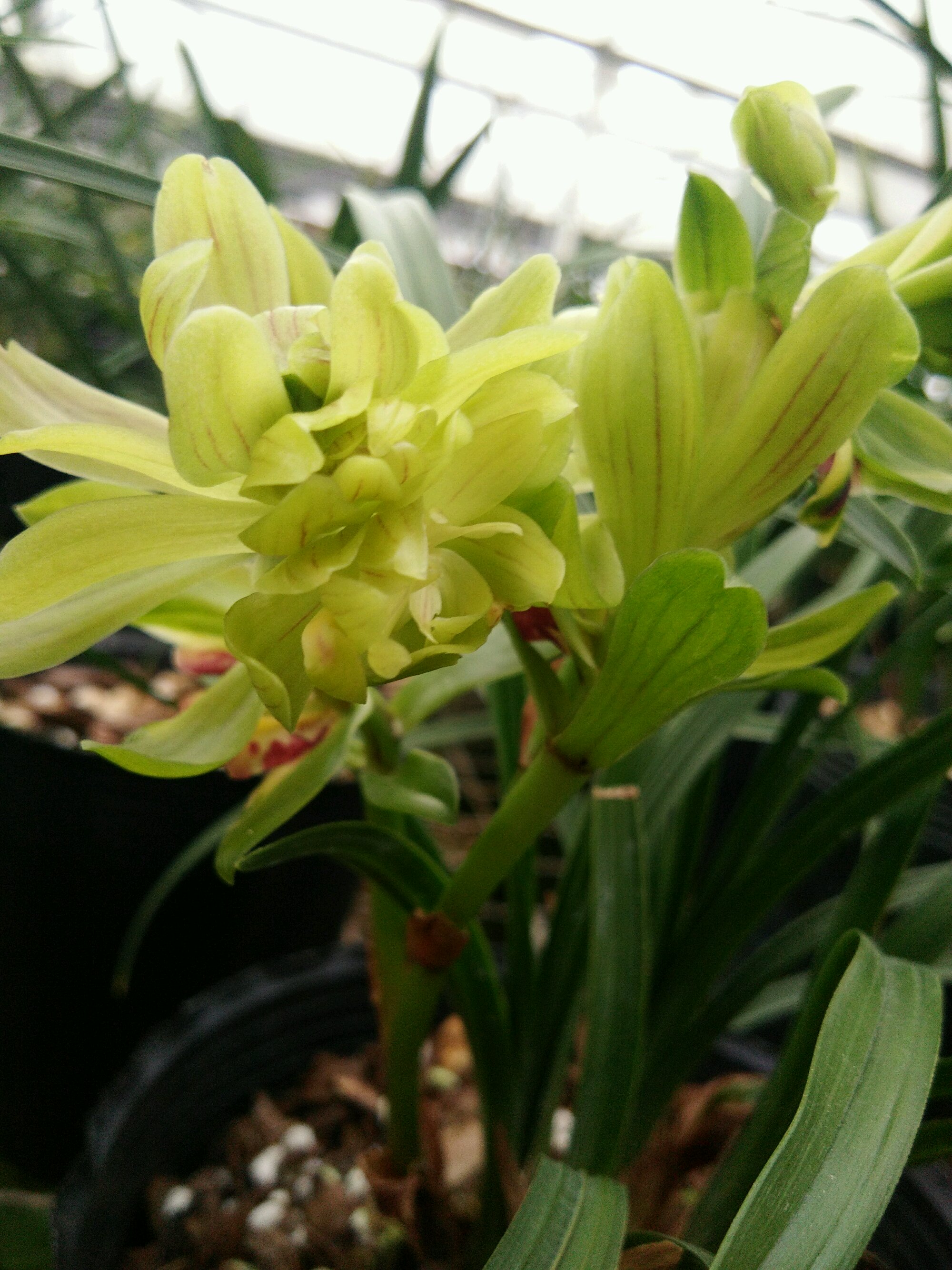 矮种兰花易养花香开花好看的品种,给新手推荐几款养不死的兰花品种