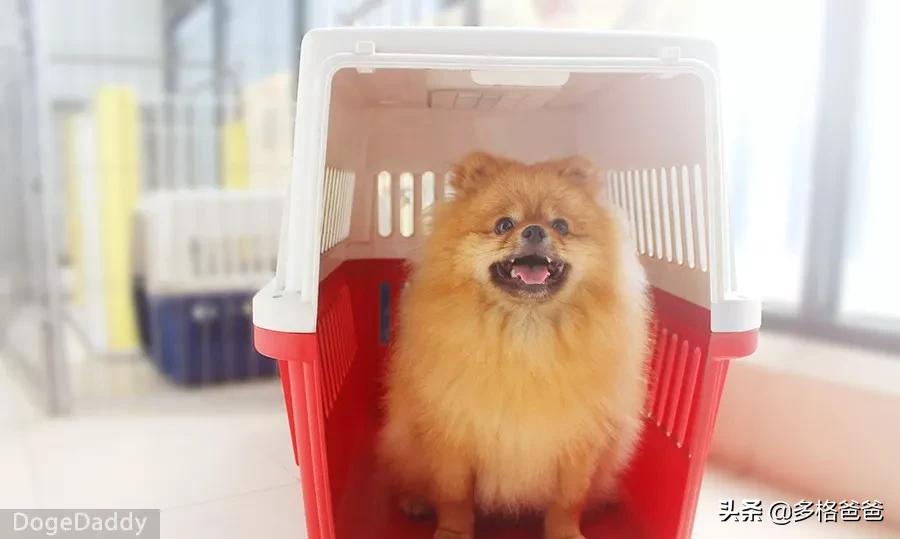 过年回家带狗狗怎么放车上,带狗狗回家过年怎么安置