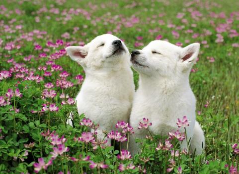 被狗咬到如何看出是否得了狂犬病,被自己的狗咬到会得狂犬病吗