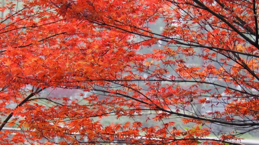 武汉红叶最美景点,武汉红枫叶最佳地方有哪些