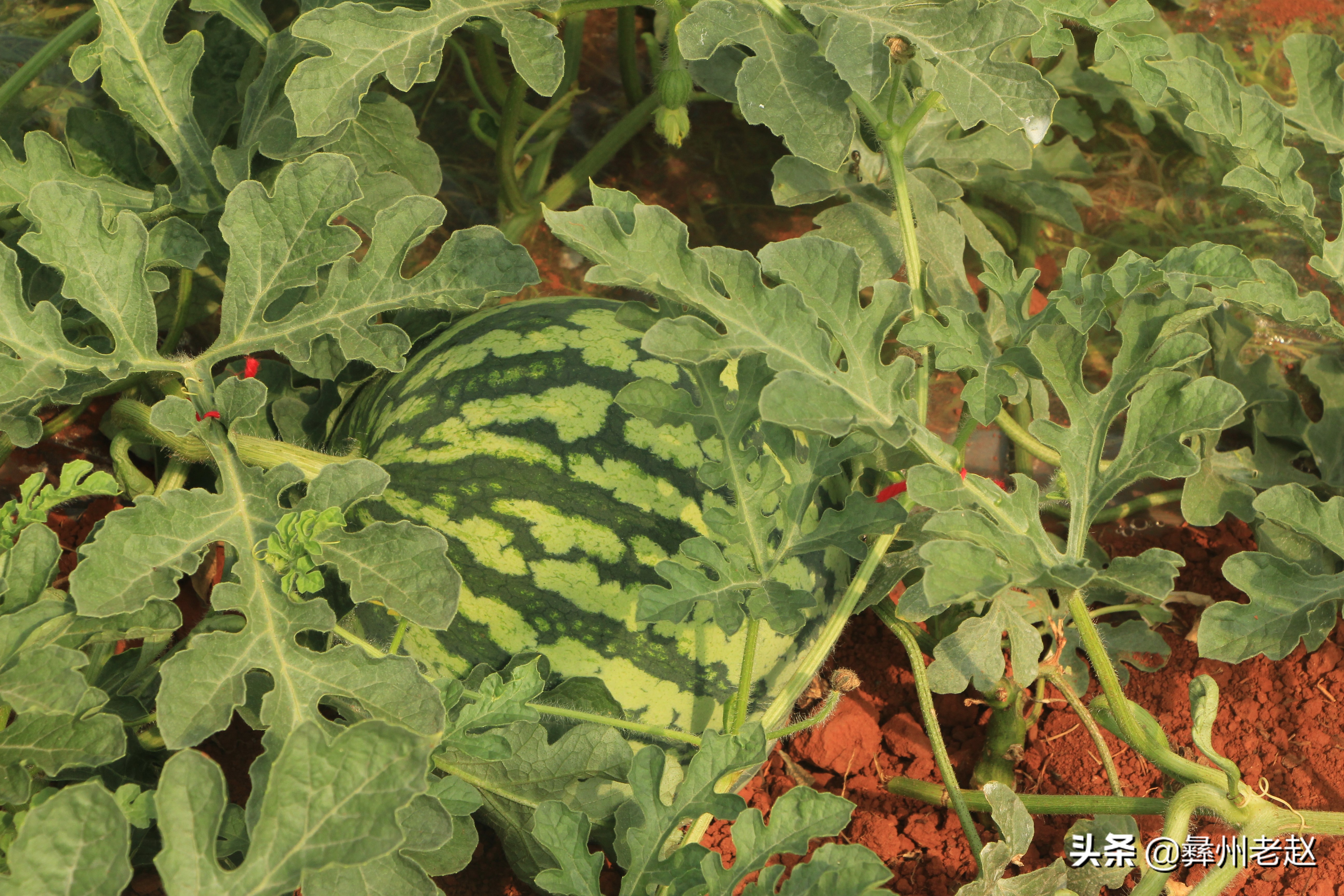 大棚西瓜不膨大怎么回事,大棚西瓜第一次膨瓜肥用什么