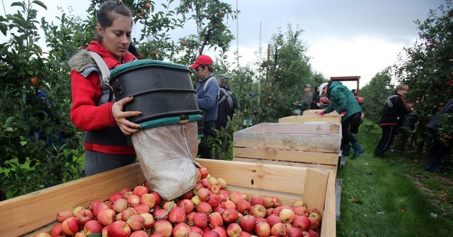 英国脱欧严重劳动力短缺,脱欧导致英国失业率上升原因