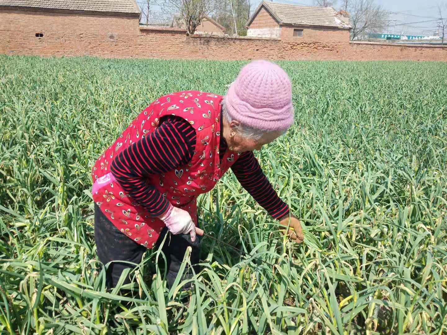 怎样采蒜苔,怎么抽蒜薹才能高产
