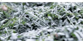 哪里的青团最正宗,青团哪个牌子最好吃