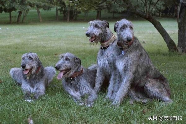 最好看的苏俄猎狼犬,最奇葩的爱尔兰猎狼犬