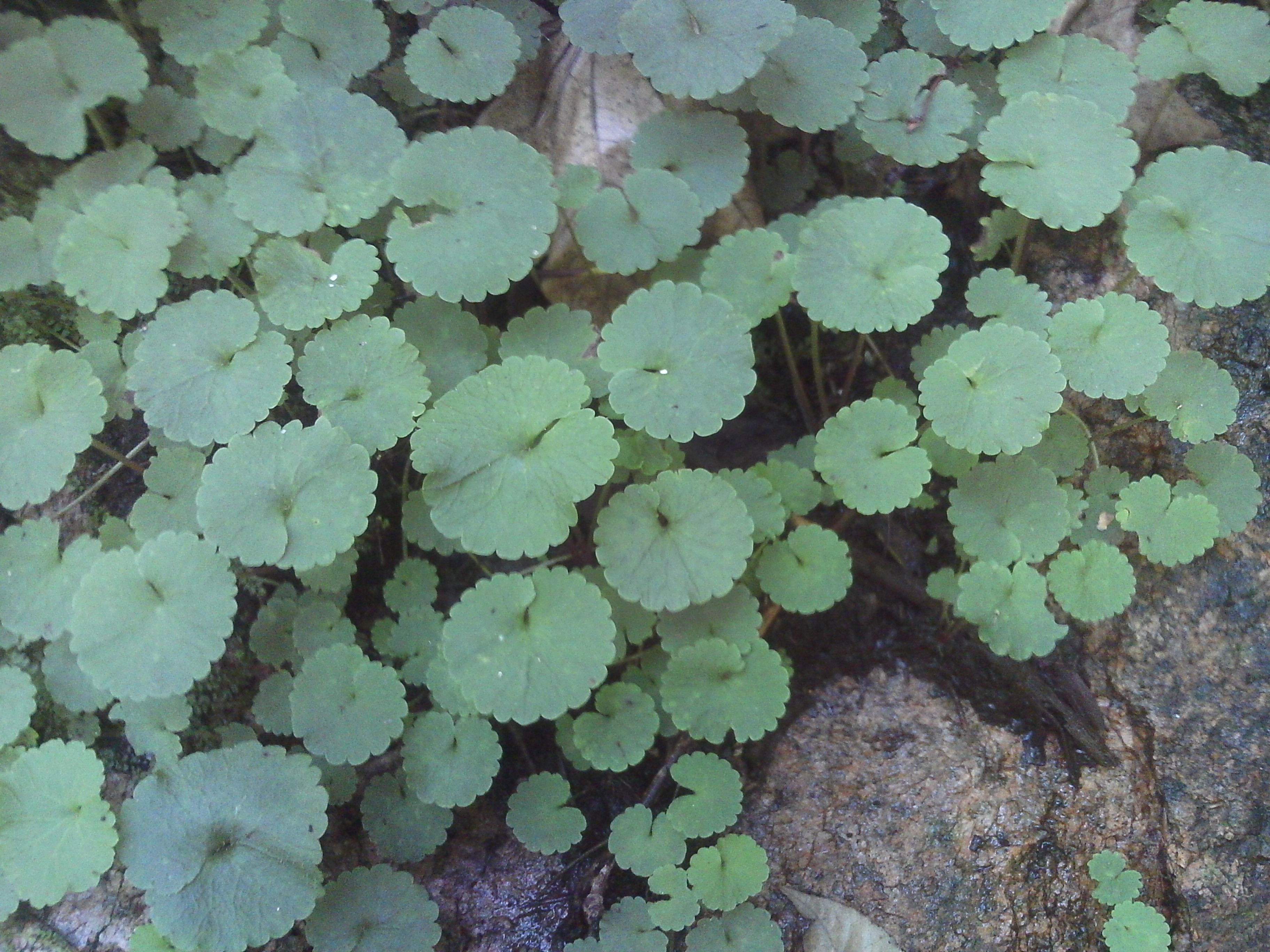 活血丹用什么土栽培,活血丹怎么种植