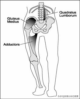 「功能训练」人体额状面稳定性与侧向子系统的关系
