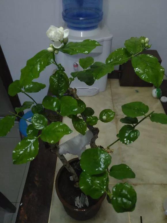 买了老桩绣球怎么办,老桩一般要养多久才会开花