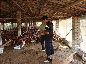 养鸡发酵床湿度,小鸡发酵床氨气重怎么解决