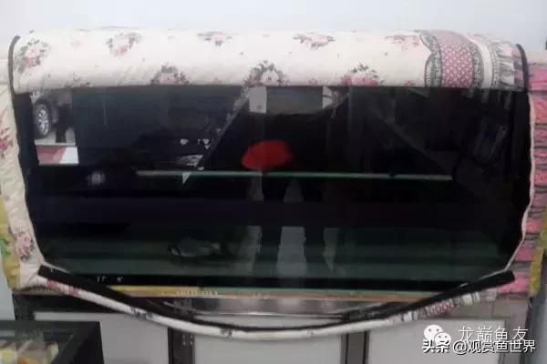 龙鱼掉眼的防治,预防龙鱼掉眼的方法你知道多少呢