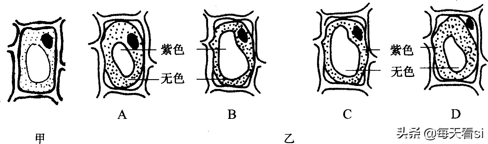 高中生物必修一试卷解析,高中必修一生物试卷