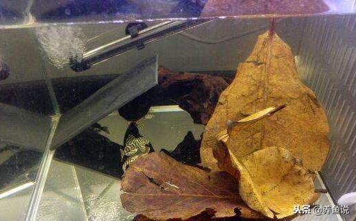 鱼缸水质偏酸怎么改善,兰寿鱼缸水质偏酸怎么办