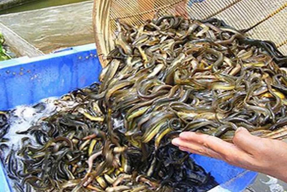 台湾泥鳅养殖视频曝光,台湾泥鳅养殖骗局揭秘