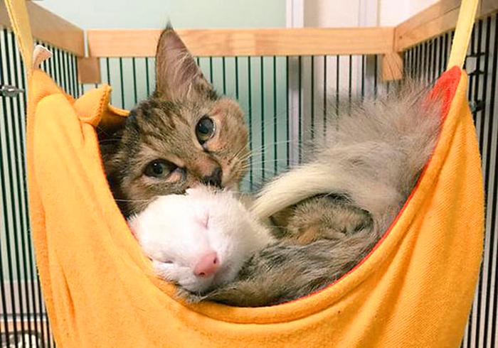 流浪猫与狗相处,流浪猫看到雪貂