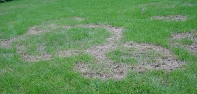 夏季高温天气草坪的种植,高温天气草坪如何修剪