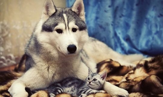 新手养哈士奇怎么养好,新生哈士奇怎么养