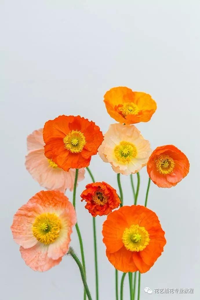 「花艺知识」50种常见花材的花语~（建议收藏）