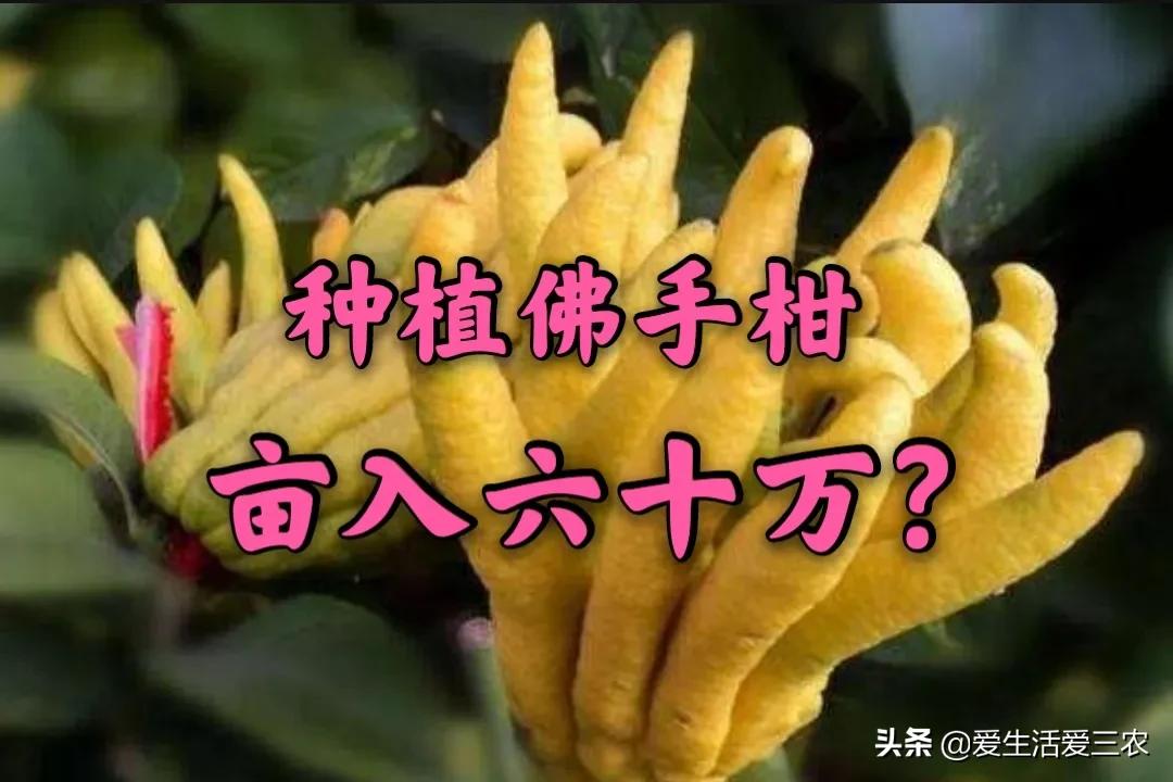 小青柑种植前景,种植佛手柑的经济效益