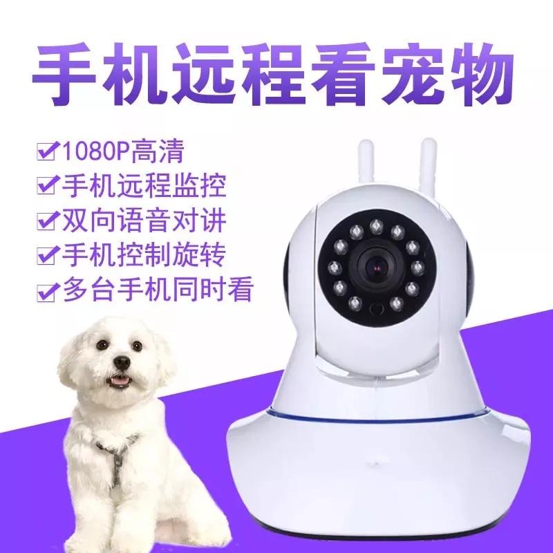 外出旅游猫咪如何安排,家有猫咪外出旅游怎么办