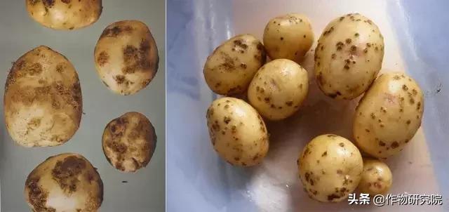 马铃薯病害知识与防治书籍,马铃薯黑胫病病害及防治方法