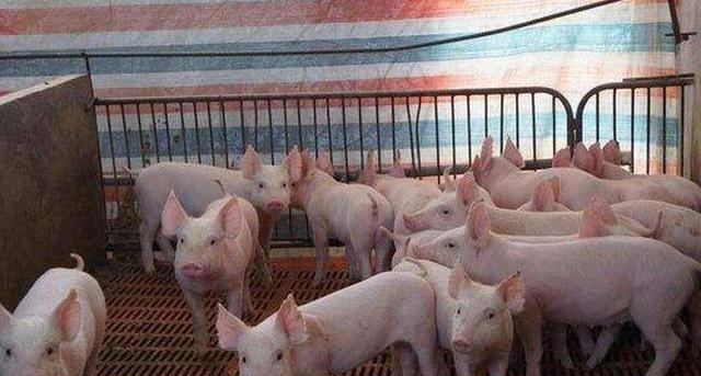 小猪喘是怎么回事,小猪得气喘病会传染吗