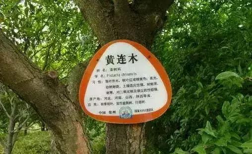 柴木是什么树种,柴木是什么