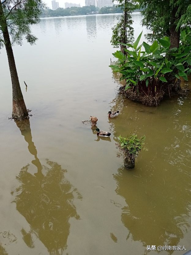 海珠湖公园和海珠湿地公园一样吗,海珠湖国家湿地公园开放时间