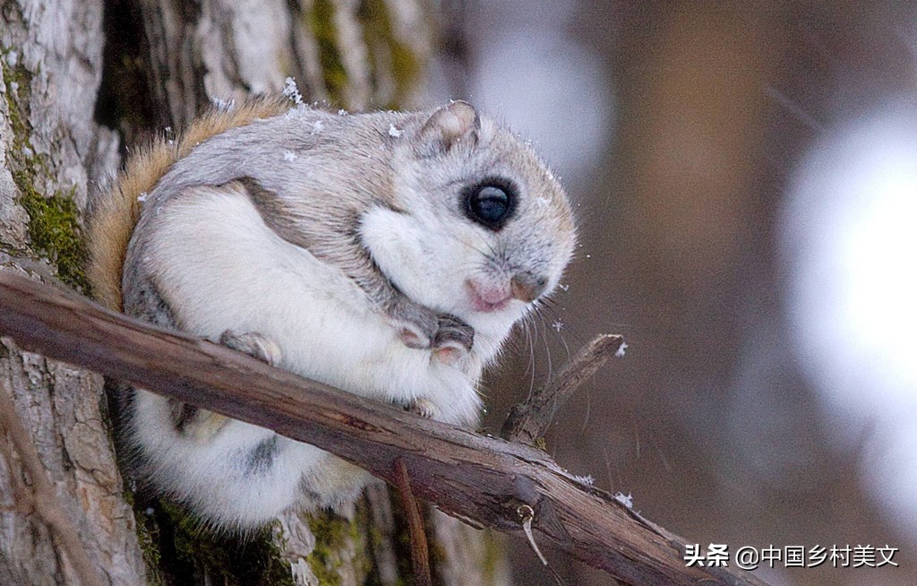 「鼠年说鼠」来看千奇百怪的鼠类，全认识算我输