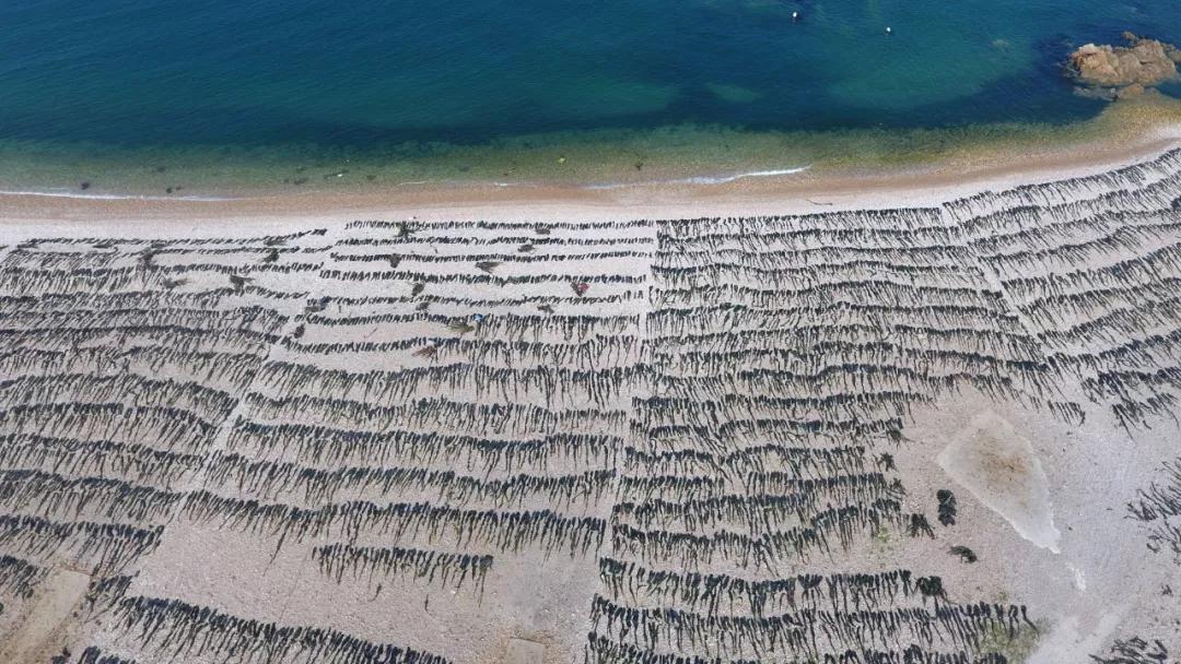 海苔和紫菜是一种植物吗,海苔紫菜海带裙带菜什么区别