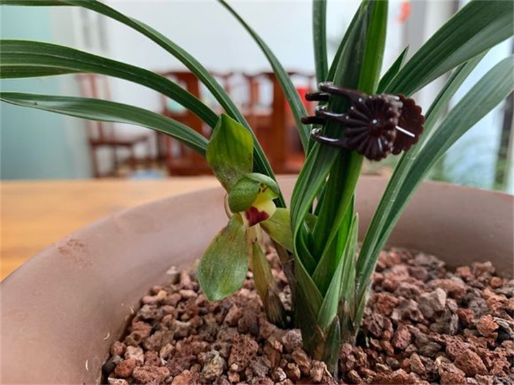 兰花成了东倒西歪的墙头草，学会这个技巧，枝叶挺拔长高高