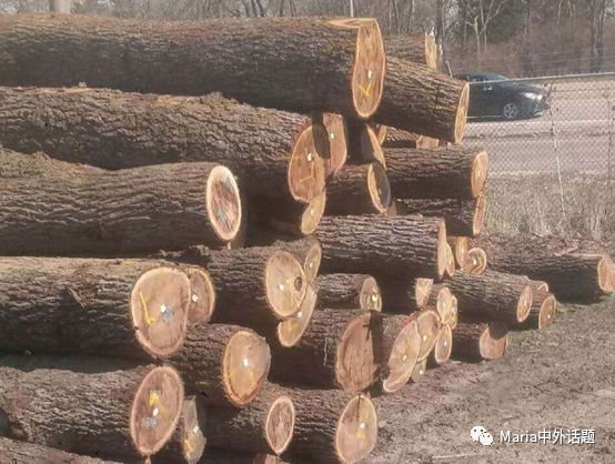 美国硬木干货价格,北美硬木排行