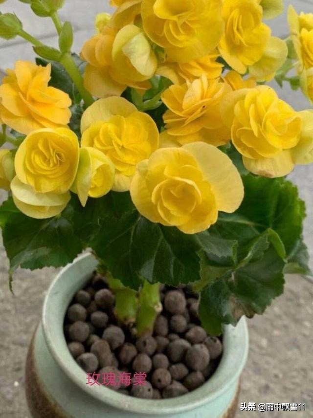 玫瑰海棠发新芽什么时候能开花,玫瑰海棠花秋冬怎么养护