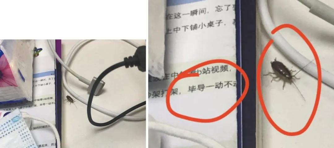 饮水机爬出蟑螂,饮水机老是有蟑螂进去怎么办