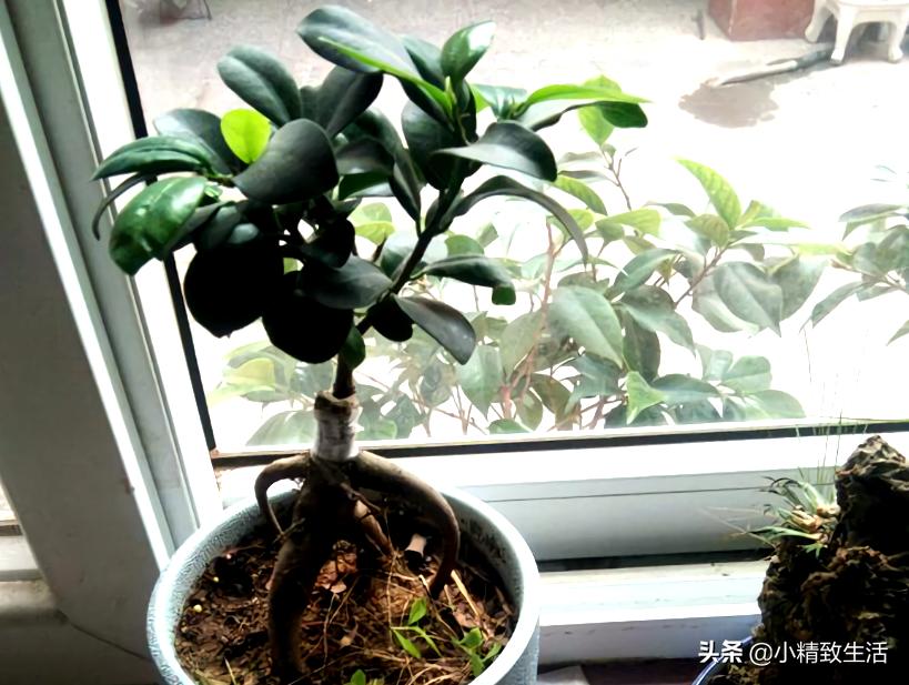 参榕是怎么养成的,养人参榕树用什么土