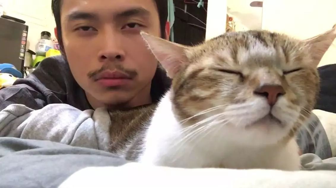 剪掉猫咪胡须对猫咪有影响吗,猫咪胡须不小心剪了会长吗