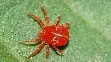 防治蔬菜地下害虫的无公害农药,蔬菜害虫种类及防治ppt