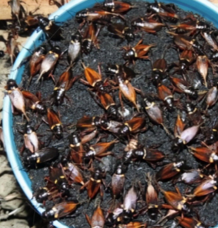 食用蟋蟀养殖赚钱吗农村,食用蟋蟀养殖