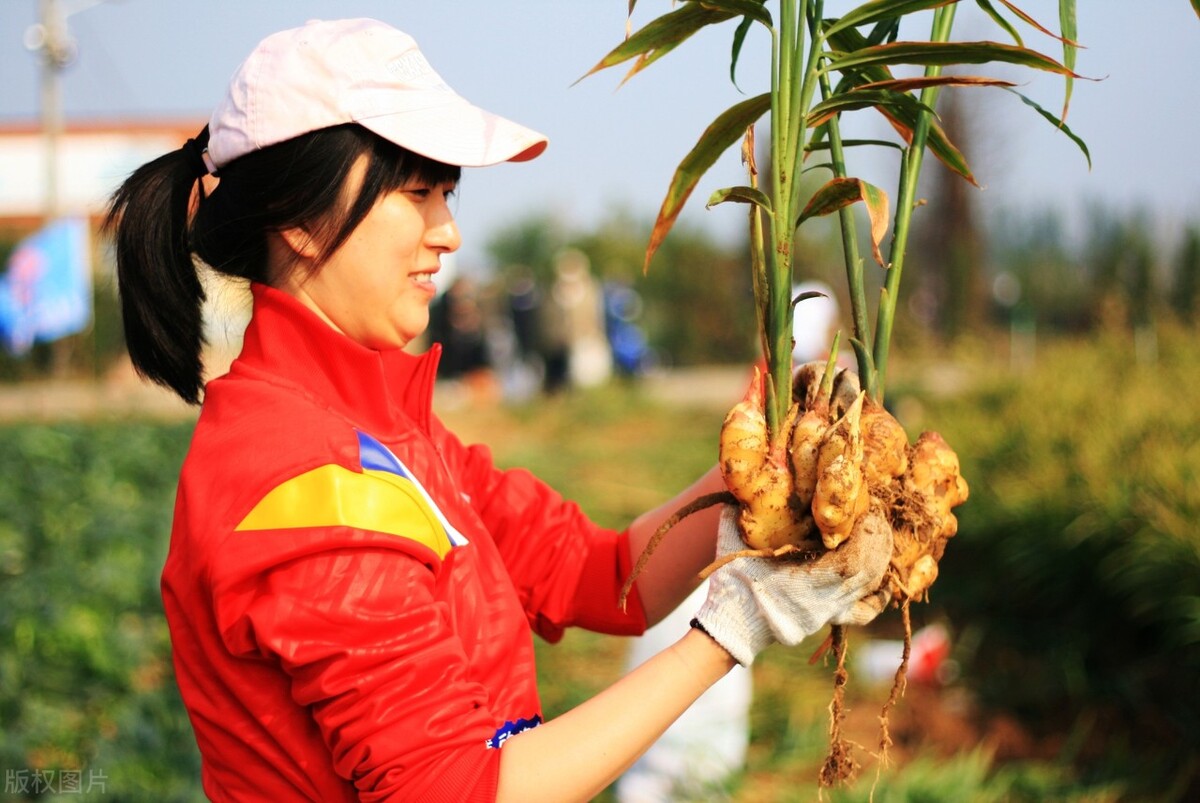生姜亩产30000斤的方法,四川生姜种植高产方法和最佳时间