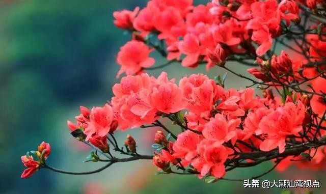 各市市花是哪些花呢,市花大全及其意义