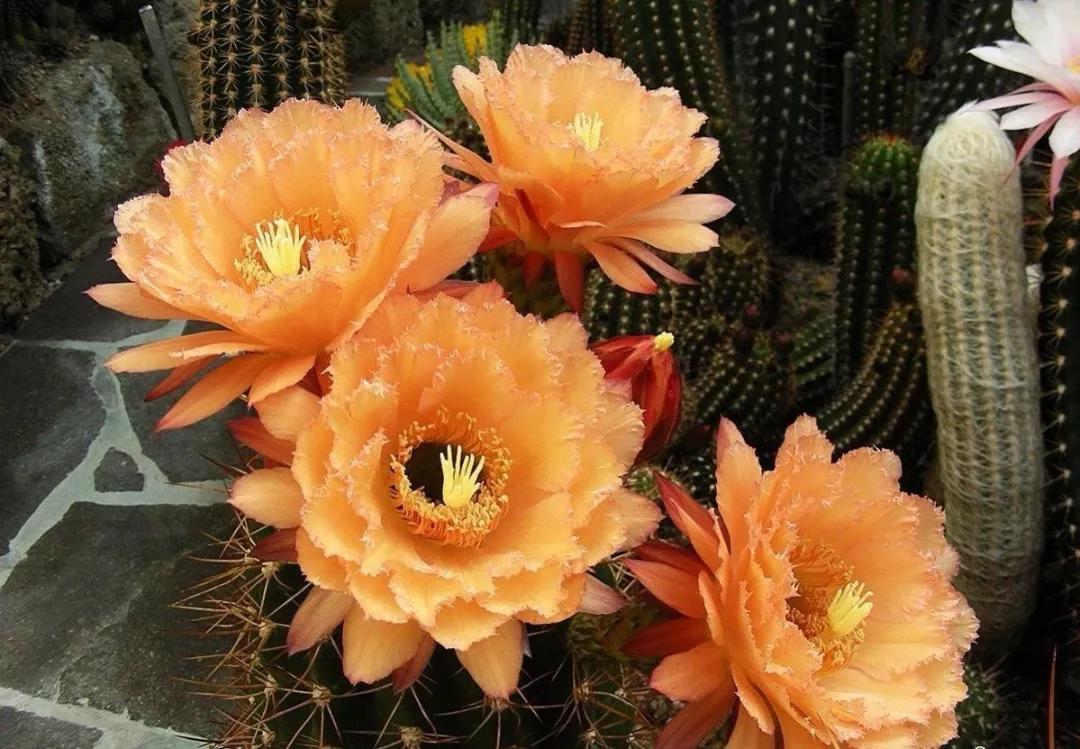 100种仙人球开花图鉴，平时丑丑的它们，开起花来，惊艳