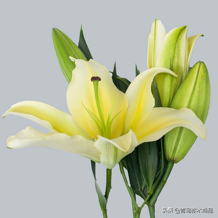 小白开花店应该先怎么入手,小白开花店从哪里做起