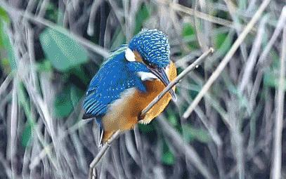 拿鸡当摄像机,拿鸡当摄像头