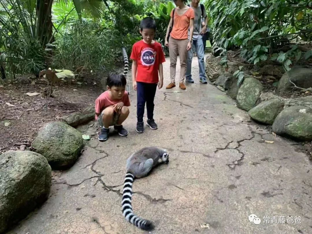 十一新加坡,十一游学新加坡