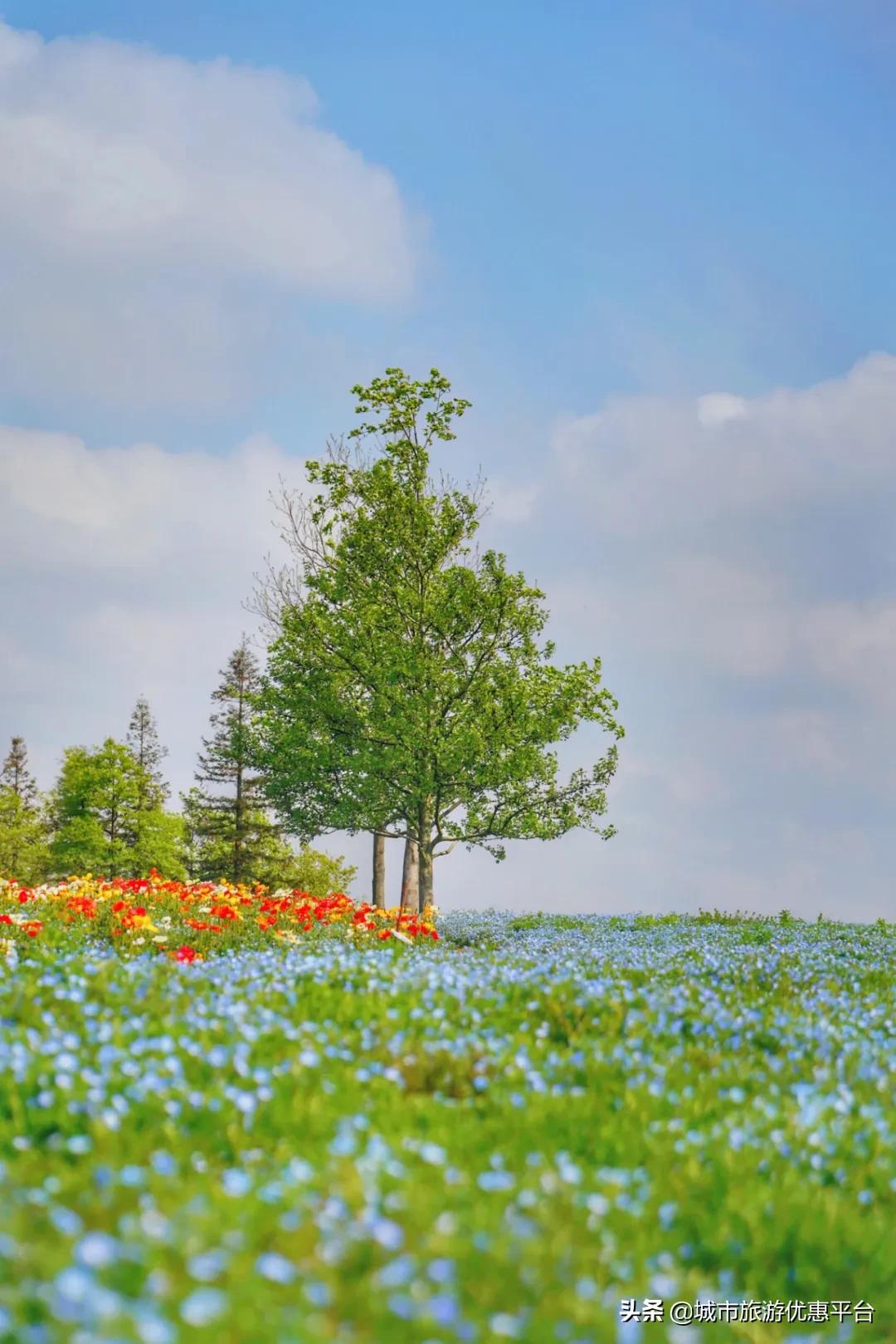紫藤挂云木花蔓宜阳春下一句,紫藤挂云木花蔓宜阳春整首诗