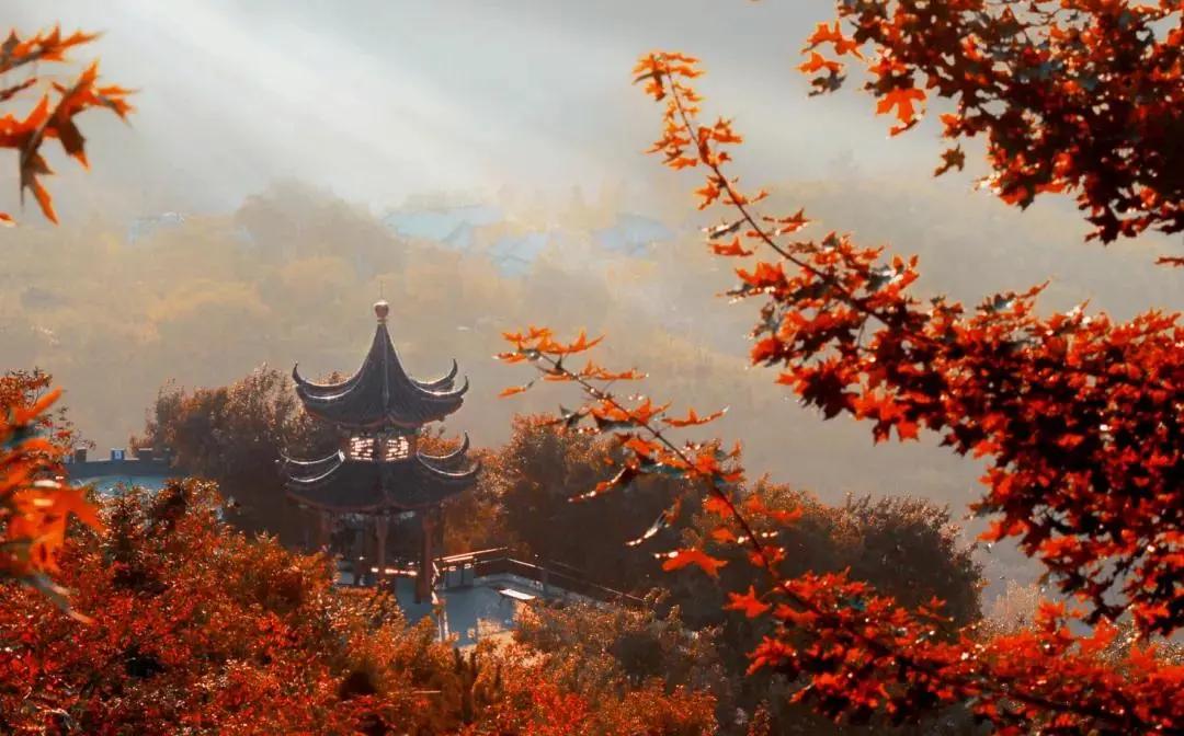 创森进行时丨立冬后，我把丰台的秋，收进了相册里